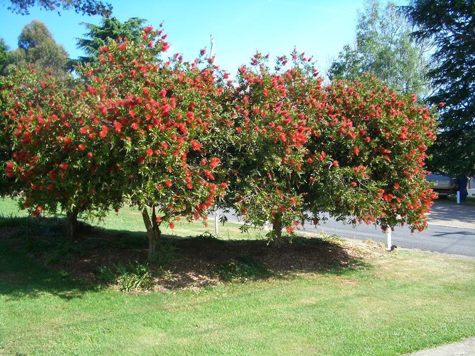 Rainbow Pines Tourist Caravan Park Adaminaby Luaran gambar